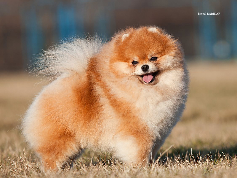 Pomeranian