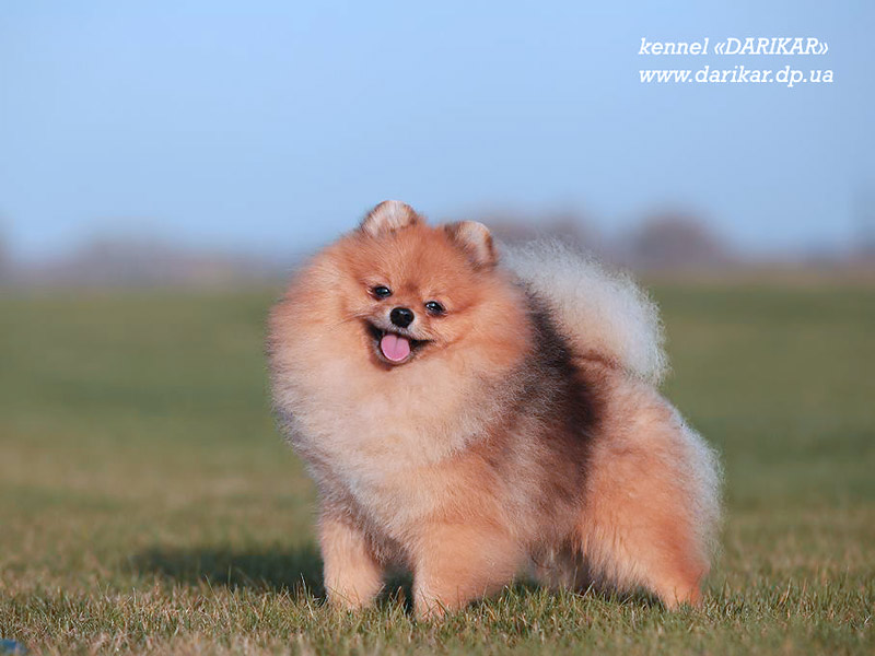 Померанский шпиц