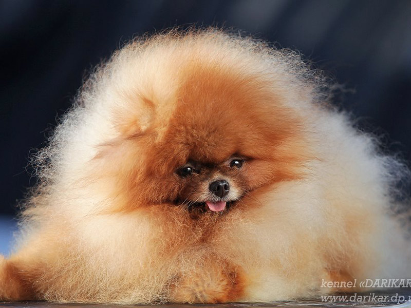 Pomeranian puppy
