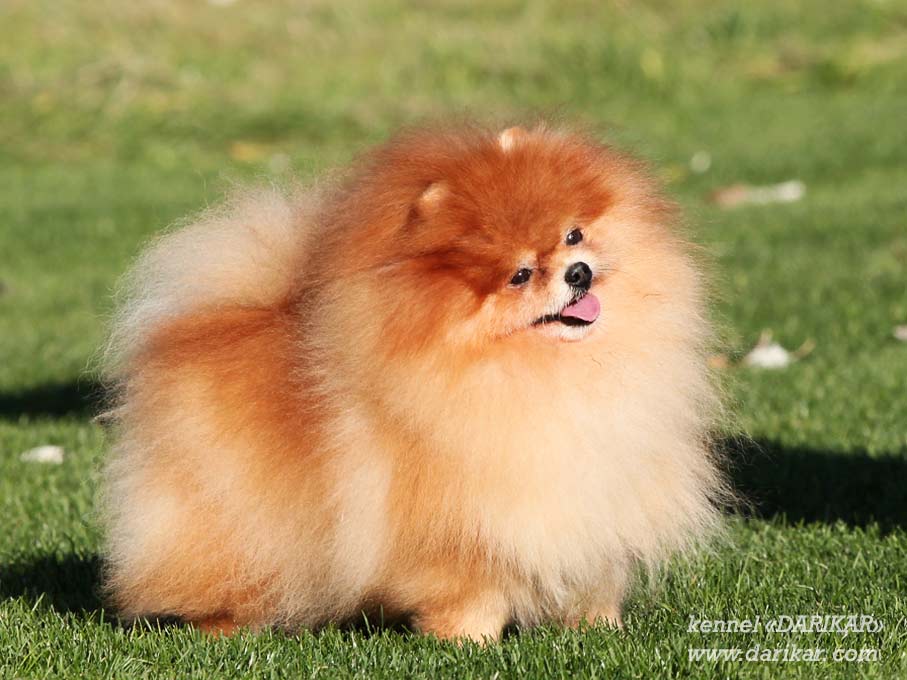 Померанский шпиц