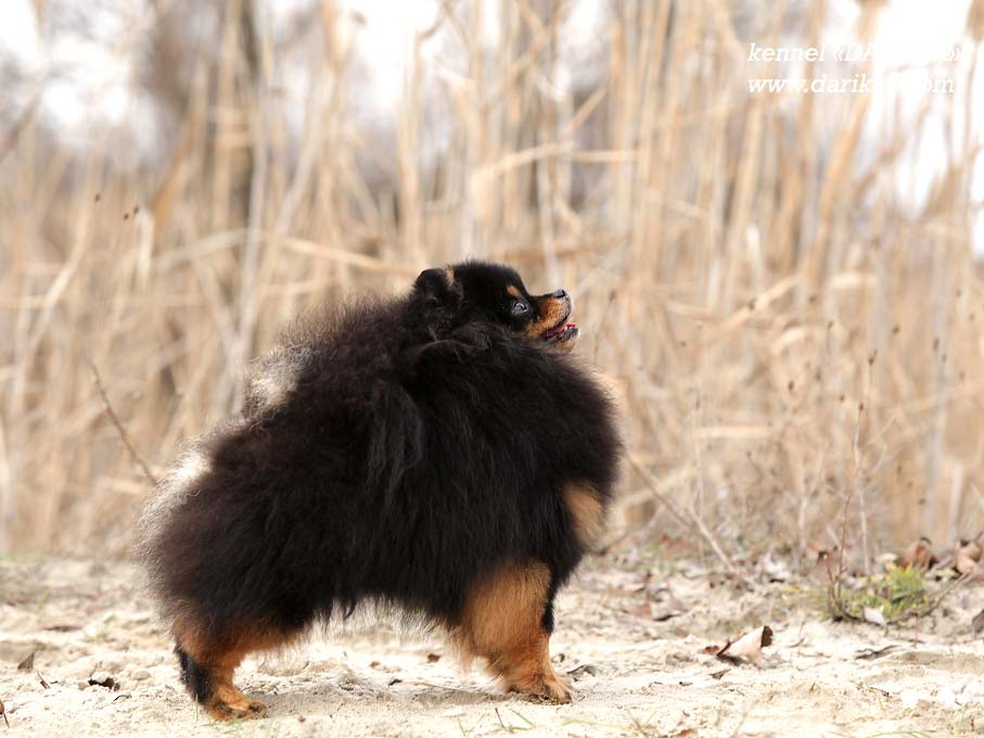 Померанский шпиц