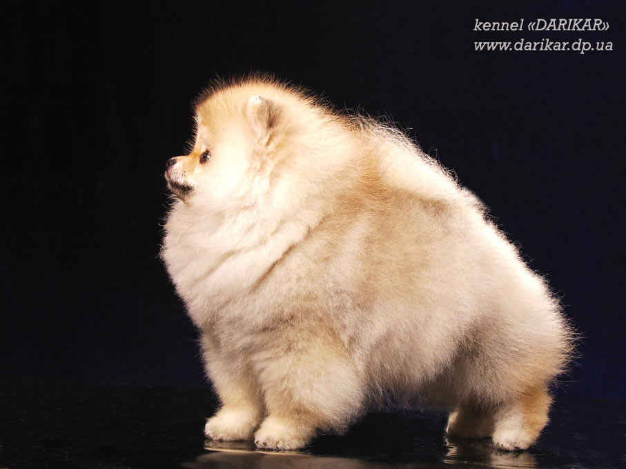 Щенок померанского шпица светлого оранжевого окраса.