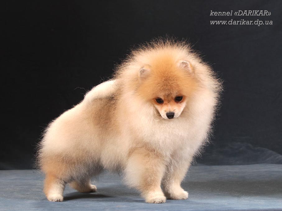 Щенок померанского шпица