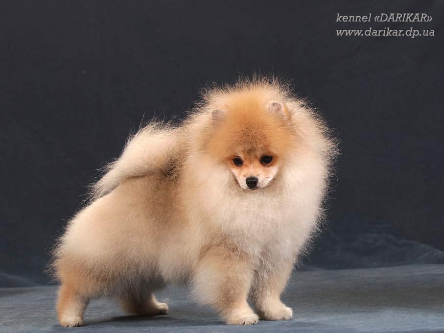 Померанский шпиц светло-оранжевого окраса