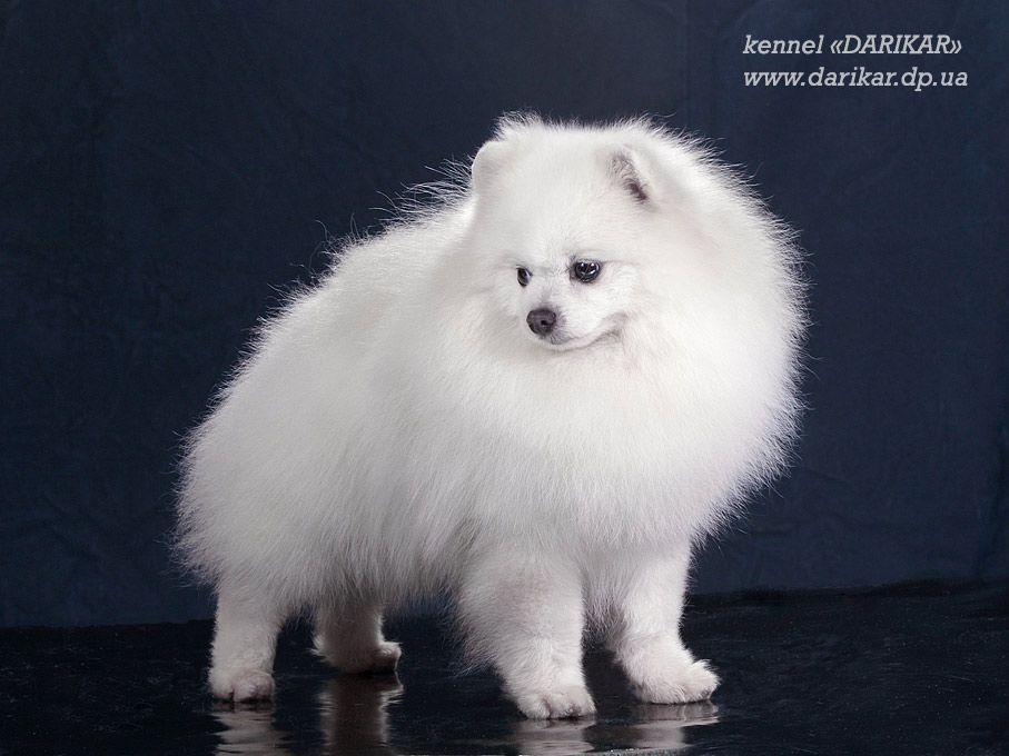 Померанский шпиц белого окраса