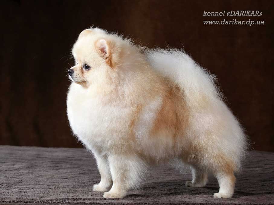 Померанский шпиц
