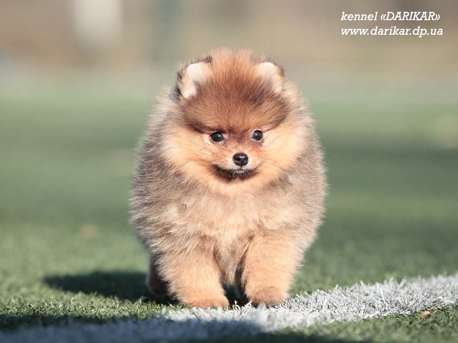 Померанский шпиц щенок