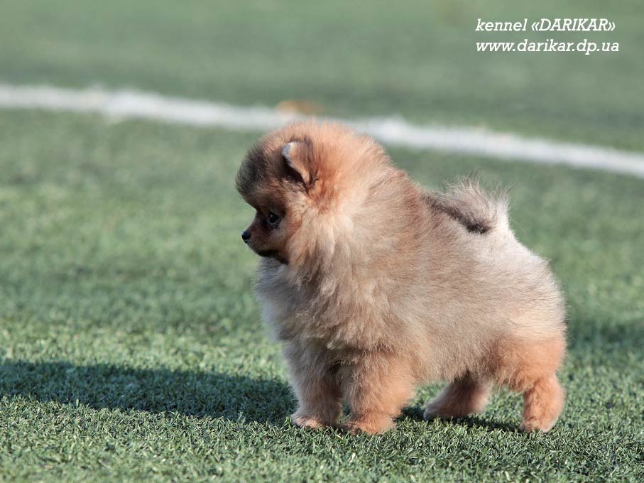 Померанский шпиц щенок