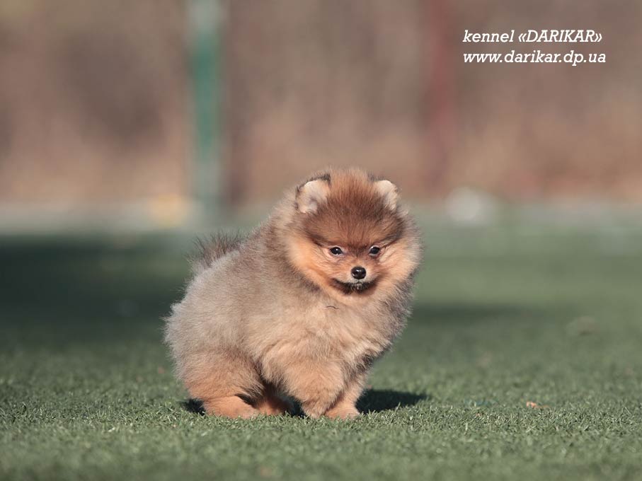 Померанский шпиц щенок