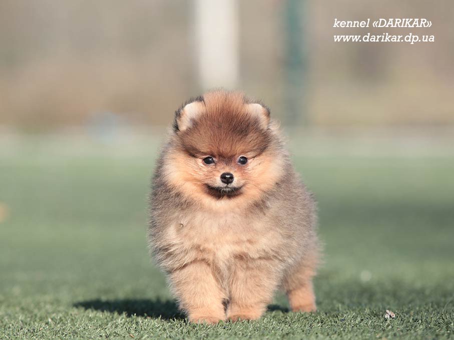 Померанский шпиц