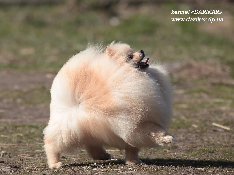 Померанский шпиц кремовый