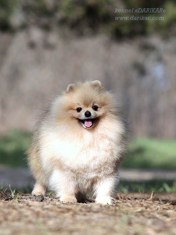 Померанский шпиц щенок