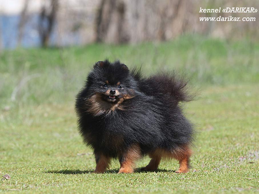 Pomeranian puppy black&tan color