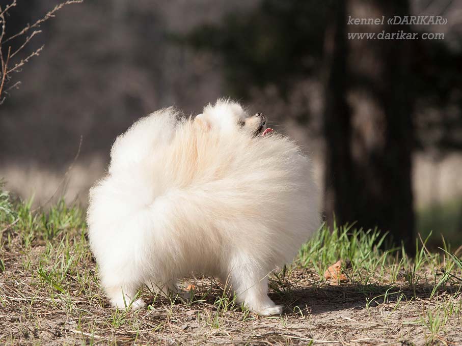 Померанский шпиц белый 2 месяца