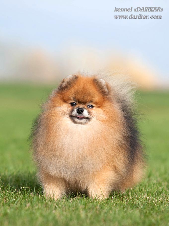 Померанский шпиц девочка 12 месяцев