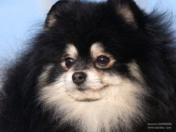 Померанский шпиц 12 месяца чёрно - подпалого окраса.