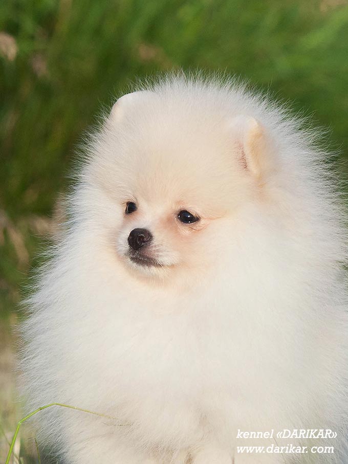 Cream pomeranian Pomeranian puppy