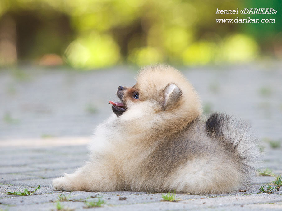 Померанский шпиц мальчик 