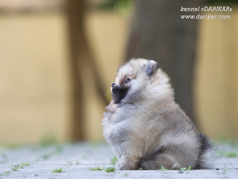 Померанский шпиц светлый оранж 10 месяцев