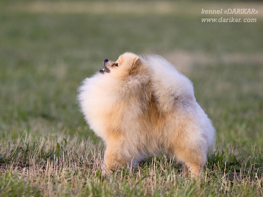 Pomeranian