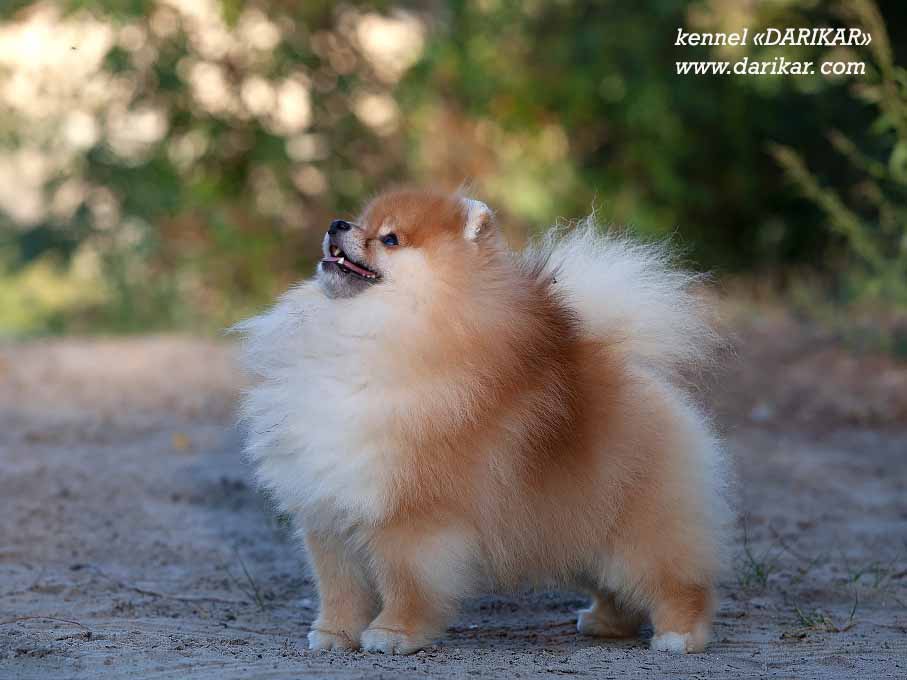 Pomeranian 2 months 0ld.