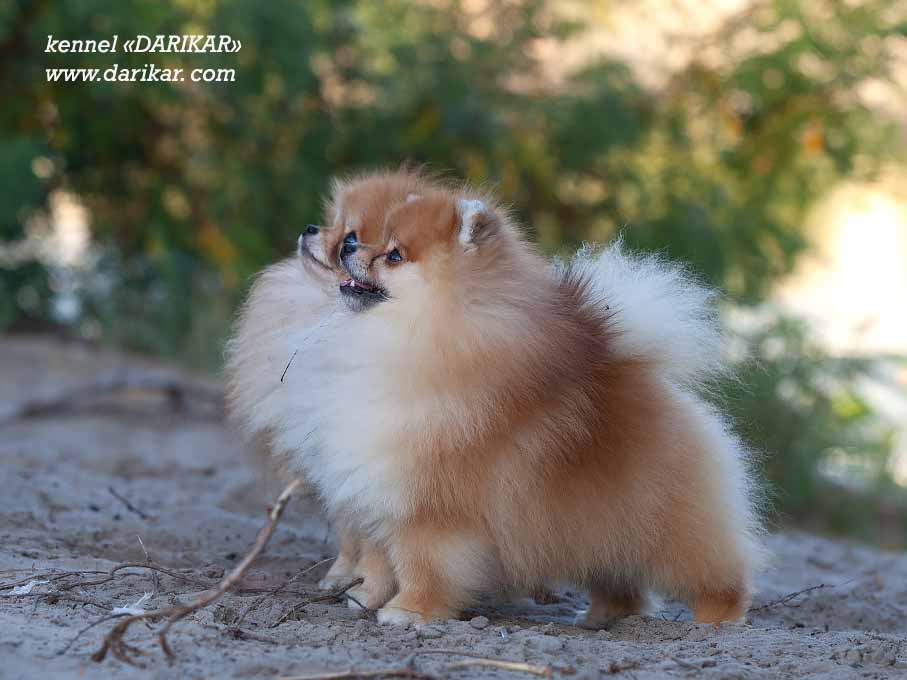 Pomeranian male